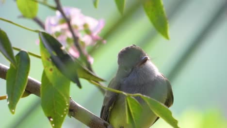 Eine-Nahaufnahme-Eines-Graukopf-Fliegenschnäppers,-Der-Auf-Einem-Von-Vegetation-Umgebenen-Ast-Thront,-Bevor-Er-Davonfliegt