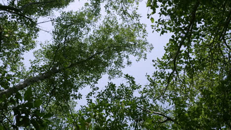 View-from-below-and-panning-from-the-right-the-left,-showing-the-sun-rays-going-through-the-branches-and-leaves-of-the-mangroves-in-the-coastal-waters-of-Southeast-Asia