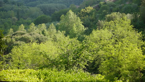 Lush-greenery-in-Siena's-outskirts,-Italy,-bathed-in-sunlight