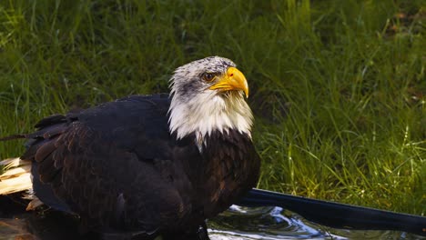 Video-of-the-American-bald-eagle,-slow-motion,-close-up