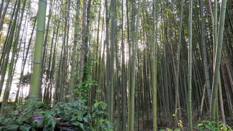 Luz-Del-Sol-Pasando-A-Través-Del-Bambú-En-El-Bosque-De-Bambú-De-Arashiyama-En-Kyoto,-Japón