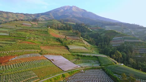 Aerial-view-of-vegetable-plantation-on-the-mountain-hillside