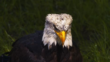 Vídeo-Del-águila-Calva-Americana,-Cámara-Lenta,-Primer-Plano