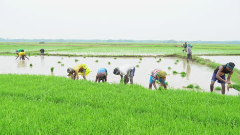 Cultivo,-Plantación,-Planta-De-Cereal-De-Arroz