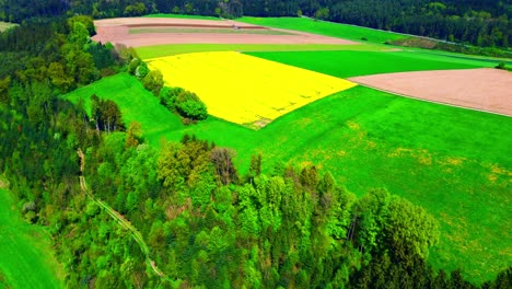 Luftaufnahme-Eines-Gelben-Blumenfeldes-Inmitten-Grüner-Und-Brauner-Ackerflächen-Mit-Waldrand