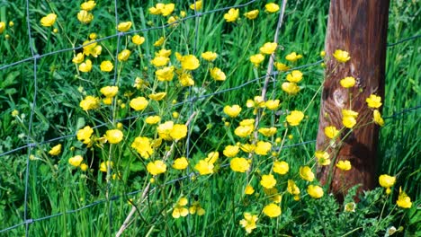 Beautiful-wild-yellow-buttercup-flowers-swaying-in-windy-breeze-against-wire-fence-in-field-of-rural-countryside