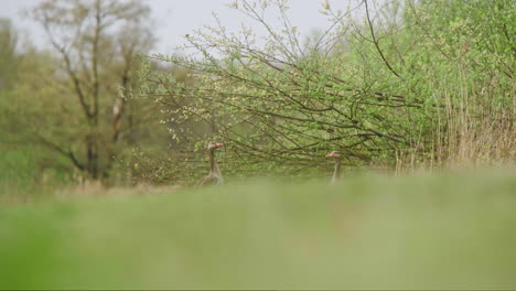 Greylag-geese-standing-still-below-tree-branches-on-grassy-slope