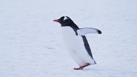 Antarctica-Wildlife-of-Penguin-Walking-on-Snow-in-Antarctica,-Gentoo-Penguins-Animals-Trip-in-Antarctic-Peninsula,-Beautiful-Cute-Bird-in-Conservation-Area-in-Cold-Winter-Scenery