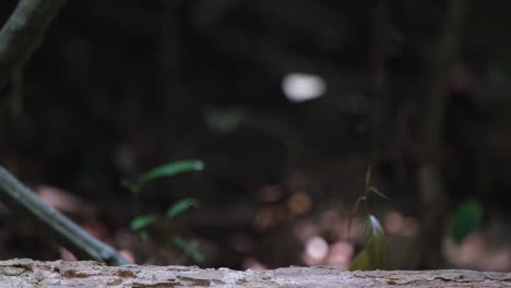 Visto-En-Un-Tronco-Podrido-Buscando-Comida-Y-Luego-Salta-Para-Desaparecer,-Pitta-Hydrornis-Cyaneus-Azul