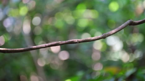 Blick-Nach-Links-Mit-Nahrung-Im-Mund-Und-Fliegt-Dann-Weg-In-Richtung-Seines-Nestes,-Blaubartspint-Nyctyornis-Athertoni