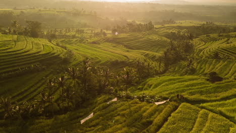 Terrassenförmige-Reisfelder,-Drohnen-Hyperlapse-Mit-Golden-Leuchtendem-Mystischem-Licht-über-Den-üppig-Grünen-Hügeln-Von-Jatiluwih,-Bali,-Indonesien