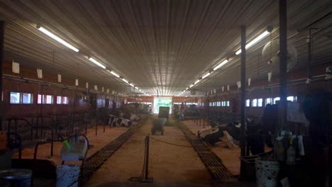 Dairy-cows-laying-down-in-barn-while-workers-sweep-at-Smiley-Hill-Farm-Westbrook,-Maine