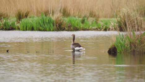 Ganso-Grislag-De-Pie-En-Aguas-Poco-Profundas-Del-Lago,-Acicalándose-Las-Plumas-De-La-Cola