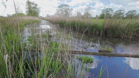 Reeds-surround-drainage-ditch-water-on-wetland-marsh-natural-habitat