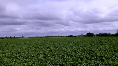 Cultivos-Agrícolas-Verdes,-árboles-Del-Horizonte,-Cielo-Nublado,-Plantación,-Aéreo