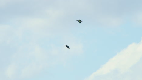 Two-northern-lapwing-birds-flying-together-high-in-sky-below-clouds