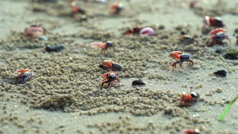 A-group-of-male-fiddler-crabs-wave-their-asymmetric-claws,-performing-a-courtship-dance-and-sipping-minerals-from-the-exposed-sediment-during-the-low-tide-period,-close-up-shot-of-marine-wildlife