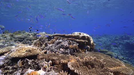 Reef-journey-discovering-the-healthy-coral-reef-of-the-Red-Sea