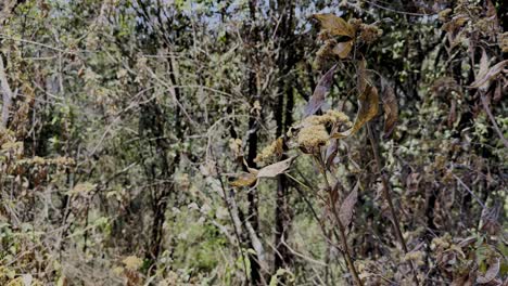 Short-shot-of-dry-nature-in-a-Mexican-forest