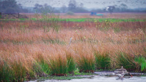 Grey-heron-hidden-in-brown-reed-stalks-on-lake-shore-with-geese