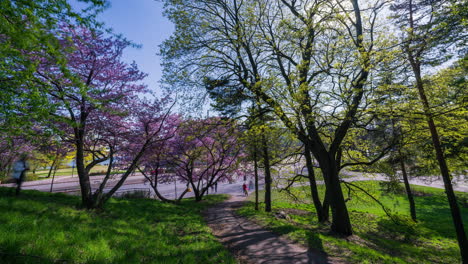 Timelapse-De-Gente-Disfrutando-De-Los-Cerezos-En-Flor,-Primavera-En-Un-Parque-De-Toolo,-Helsinki