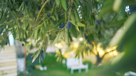 Aceitunas-Negras-En-El-árbol,-Antes-De-La-Cosecha