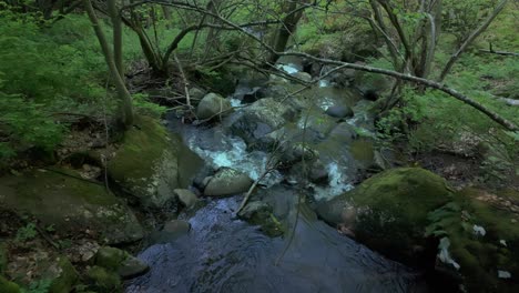 Río-Que-Fluye-A-Través-De-Un-Bosque-Verde-Y-Exuberante