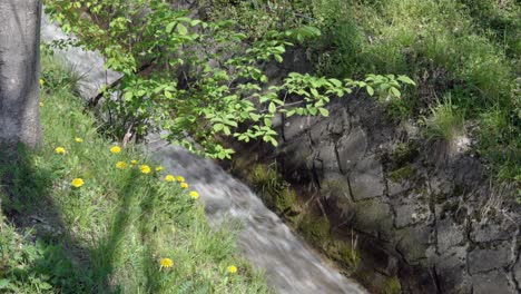 El-Flujo-Controlado-De-Un-Arroyo-Rodeado-De-Hierba,-Flores-Silvestres-Y-Un-Arbusto-En-Los-Tiempos-Modernos