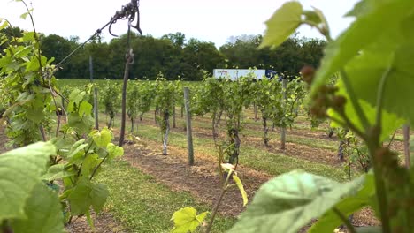 Static-vineyard-next-to-the-highway