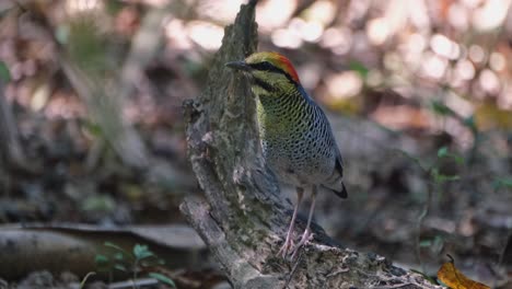 Facing-left-while-the-camera-zooms-out-and-slides-to-the-right,-Blue-Pitta-Hydrornis-cyaneus