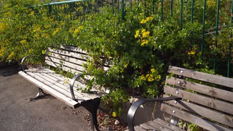 Bunch-of-flowers-of-Roldana-petasitis,-also-known-as-the-velvet-groundsel-or-Californian-geranium,-evergreen-subshrub