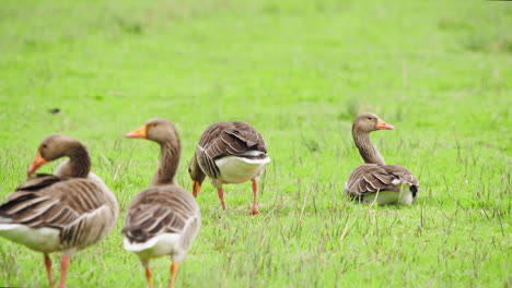 Bandada-De-Pájaros-Gansos-Grises-En-Una-Pradera-Verde-Y-Fresca