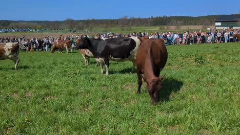 Kühe-Werden-Im-Frühjahr-Zum-Ersten-Mal-Freigelassen,-Nachdem-Sie-Den-Winter-Im-Stall-Verbracht-Haben