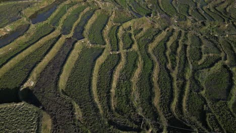 Aerial-drone-shot-flying-over-bright-green-rice-terraces-and-highland-villages-in-the-mountains-of-Sapa,-Vietnam