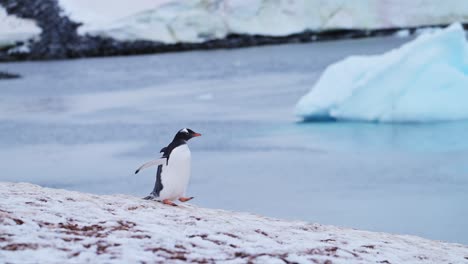 Slow-Motion-Penguin-Walking-on-Snow-past-Iceberg-and-Ice-in-Antarctica,-Gentoo-Penguins-on-Wildlife-and-Animals-Trip,-Beautiful-Cute-Bird-in-Conservation-Area-in-Cold-Winter-Scenery