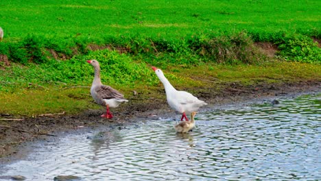 Wild-bird-playing-on-water