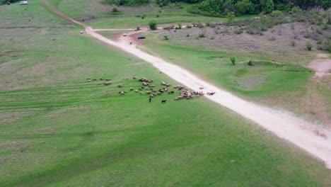 Flock-of-sheep-herded-by-Bulgarian-shepherd-and-dog-drone-view