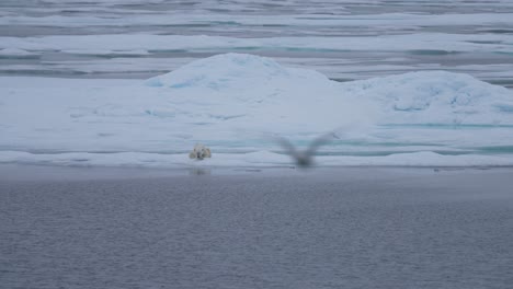 Polar-Bear-Relaxing-on-Ice-in-Front-of-Cold-Arctic-Sea-and-Bird-Flying-Above,-Slow-Motion