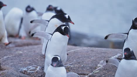 Penguin-Colony-Antarctica-Wildlife,-Huddle-of-Lots-of-Gentoo-Penguins-Huddling-for-Warmth,-Large-Group-of-Penguins-and-on-Antarctic-Peninsula-Animals-Vacation,-on-Rocky-Rocks-Landscape-Scenery