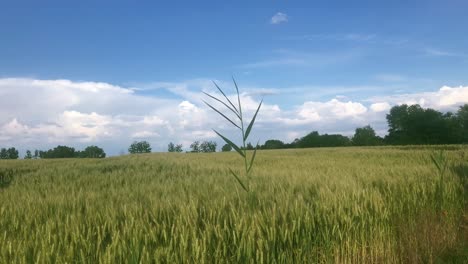 Paisaje-Escénico-De-Cultivos-De-Trigo-Balanceándose-En-Un-Día-Ventoso