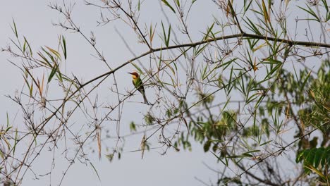 Seen-within-the-branches-of-a-bamboo-looking-around-during-the-morning,-Chestnut-headed-Bee-eater-Merops-leschenaulti