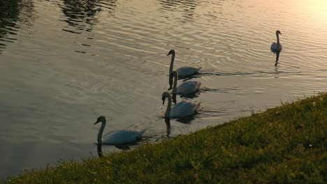 Five-swans-gracefully-swimming-near-a-grassy-lakeshore-at-sunset-in-Jarun-Lake,-Zagreb