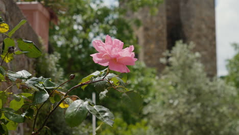 Pink-rose-in-focus-with-blurred-Tuscan-scenery-background