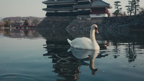 Cisne-Flotando-En-El-Lago-Con-El-Castillo-De-Matsumoto-Al-Fondo-En-Nagano,-Japón