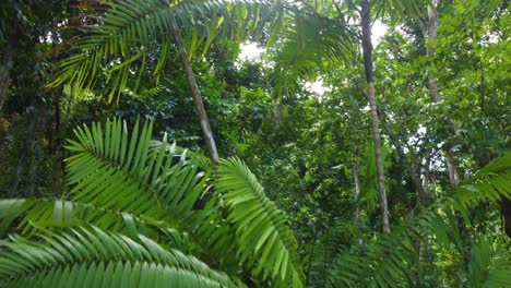 Un-Primer-Plano-De-Una-Palmera-En-Una-Selva-Tropical,-Levantándose-Siguiendo-Las-Gruesas-Ramas-Hacia-La-Copa-De-Los-árboles-En-Santa-Marta,-Colombia