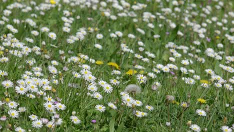 Gras-Mit-Wild-Wachsender-Kamille-Und-Löwenzahn-An-Einem-Schönen-Und-Sonnigen-Tag-Im-Frühling