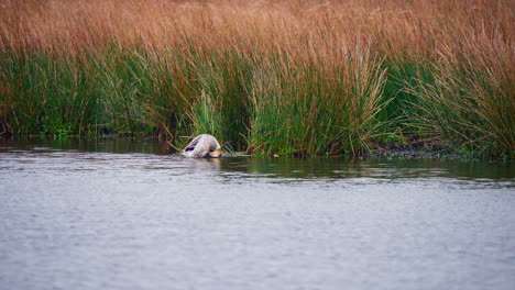 Stockente-Im-Flachen-Seewasser-Mit-Schilf,-Pflegt-Ihr-Gefieder