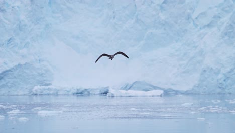 Pájaros-Volando-En-El-Paisaje-Invernal-De-La-Antártida,-Aves-Marinas-En-Vuelo-Volando-En-Cámara-Lenta-Pasando-Por-Un-Glaciar-Y-Hielo-En-El-Paisaje-Invernal-Con-Una-Increíble-Y-Hermosa-Escena-De-La-Península-Antártica