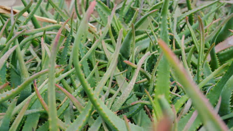 Lebendige-Aloe-Vera-Pflanzen-Gedeihen-Im-Natürlichen-Sonnenlicht