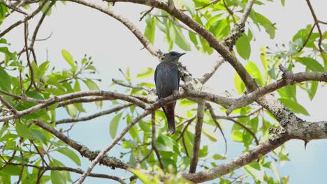 Perched-on-a-branch-during-a-hot-summer-day-resting-under-the-branches-and-leaves-for-comfort,-Blue-Rock-Thrush-Monticola-solitarius-Male